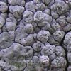 Pertusaria velata